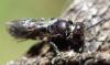 Chelostoma sp.